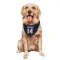 Navy New England Patriots Alex Erickson   Dog & Cat Pet Bandana