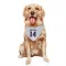 White New England Patriots Alex Erickson   Dog & Cat Pet Bandana